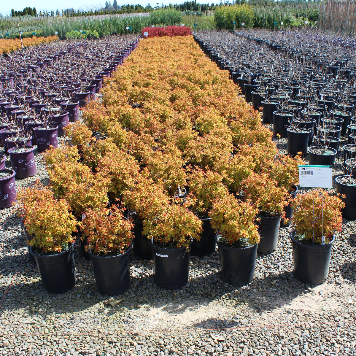 Spiraea j. 'Magic Carpet' PP9363