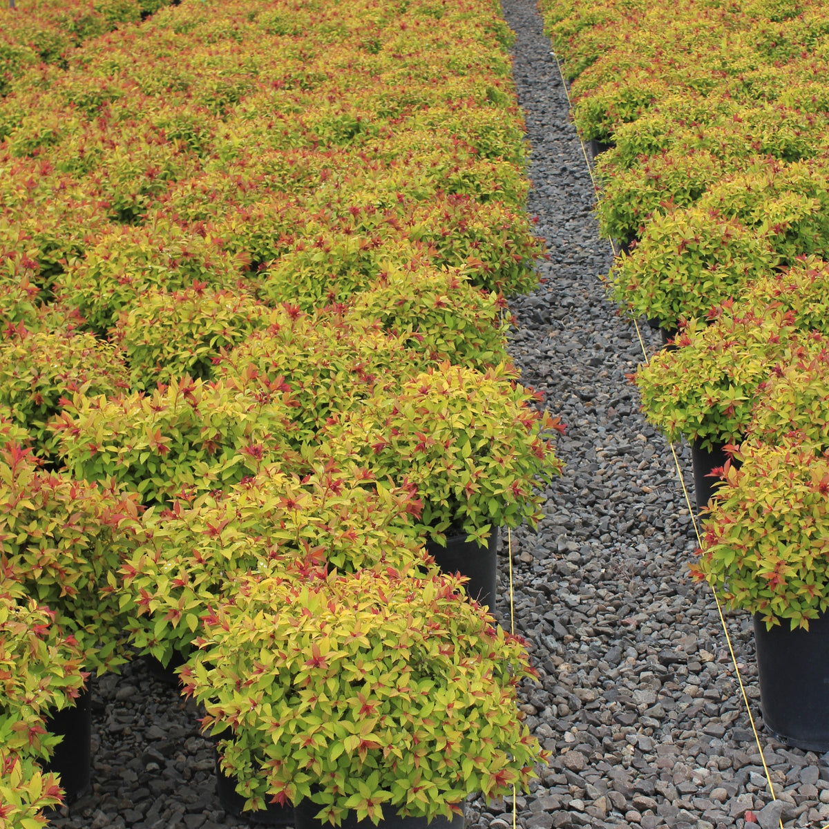Spiraea j. 'Magic Carpet' PP9363