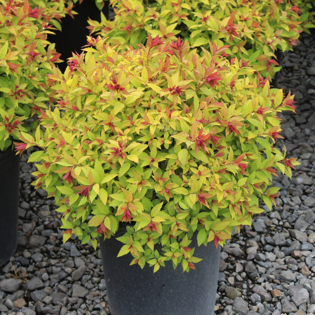 Spiraea j. 'Magic Carpet' PP9363