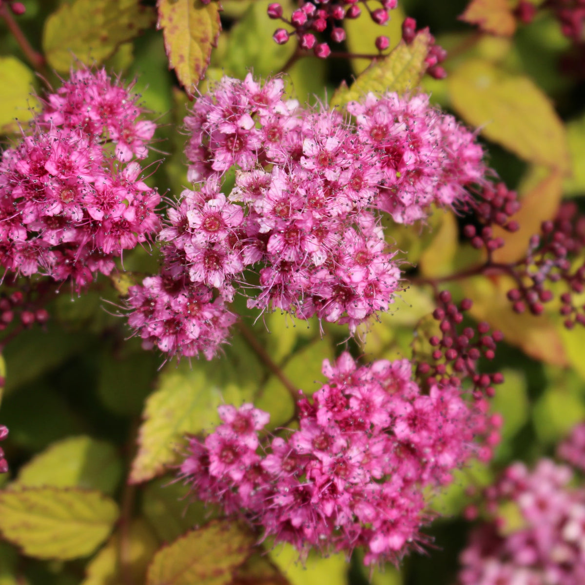 Spiraea j. 'Magic Carpet' PP9363