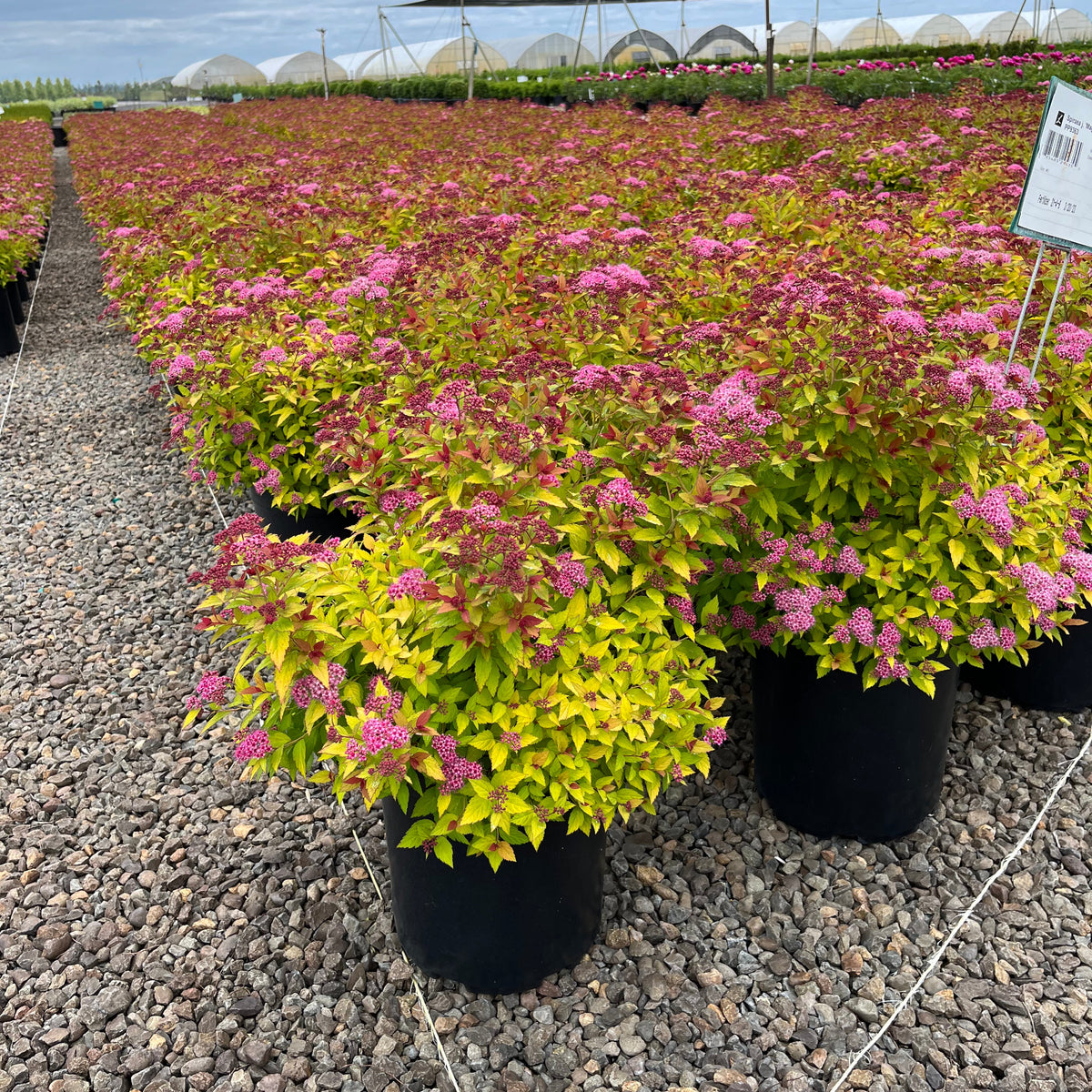 Spiraea j. 'Magic Carpet' PP9363
