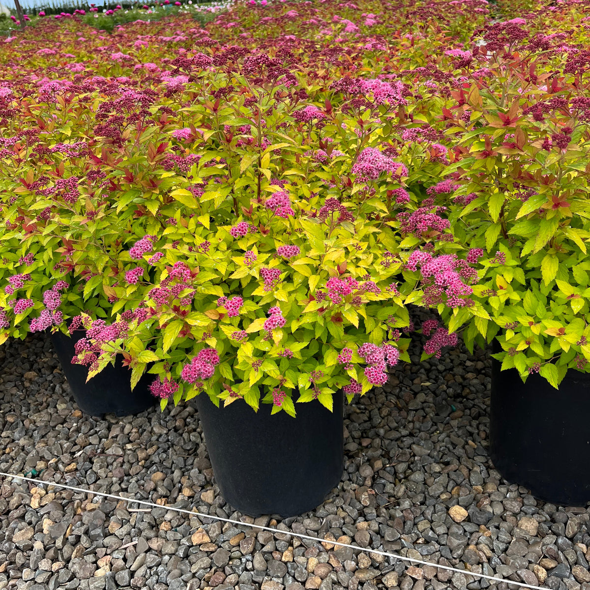 Spiraea j. 'Magic Carpet' PP9363