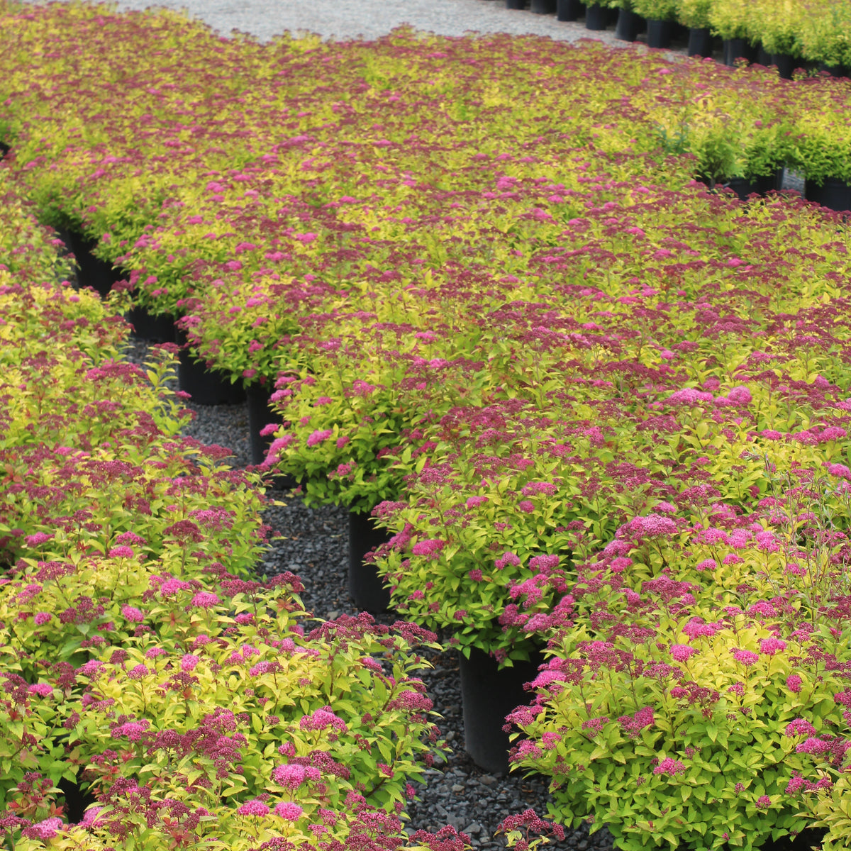 Spiraea j. 'Magic Carpet' PP9363