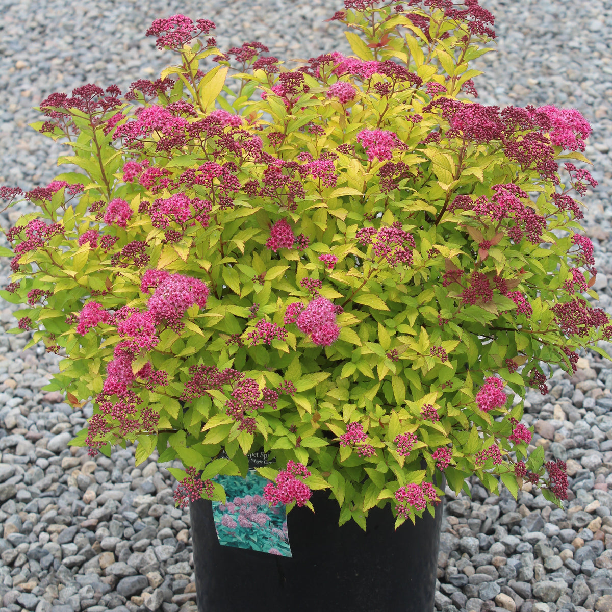 Spiraea j. 'Magic Carpet' PP9363
