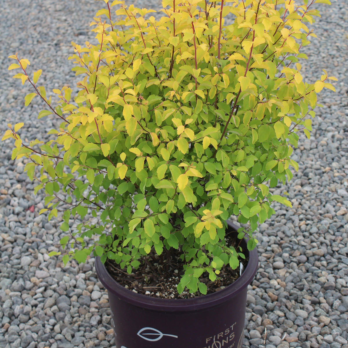 Spiraea x vanhouttei Firegold® FIRST EDITIONS® PP19308