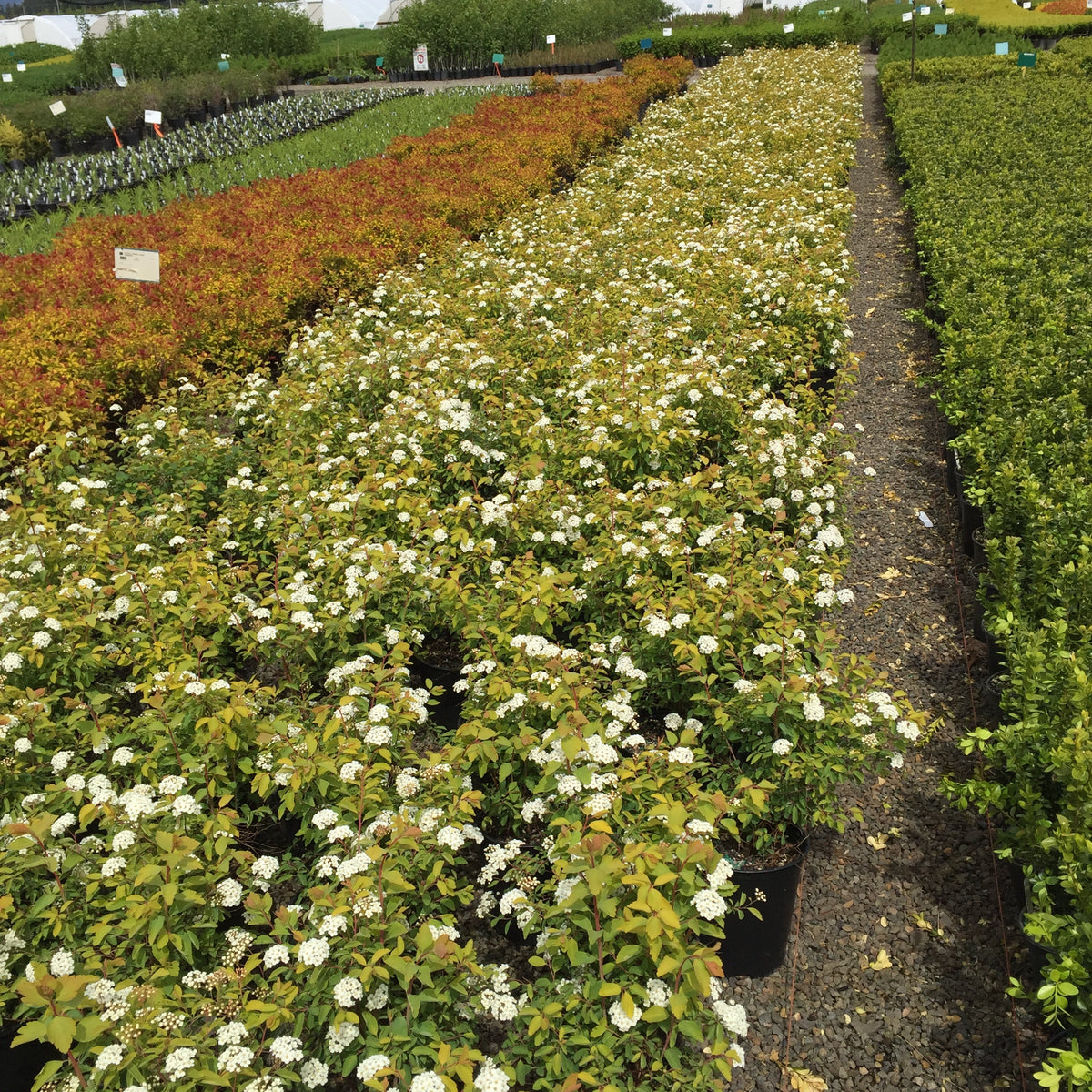 Spiraea x vanhouttei Firegold® FIRST EDITIONS® PP19308