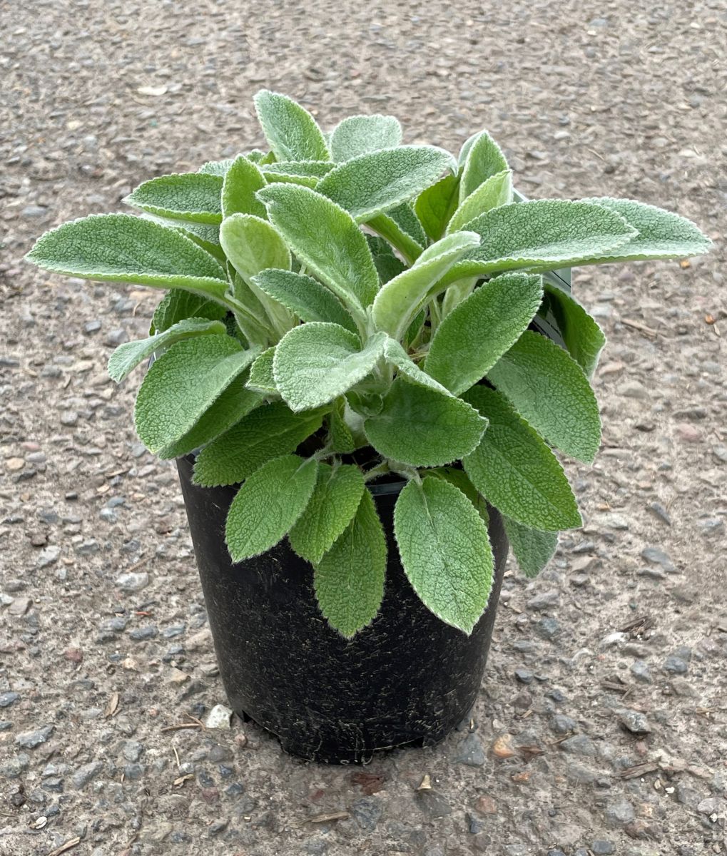Stachys byzantina 'Helene von Stein'