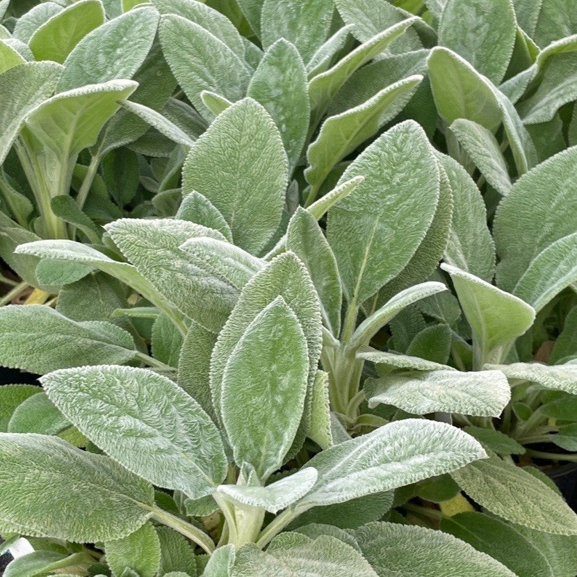 Stachys byzantina 'Helene von Stein'