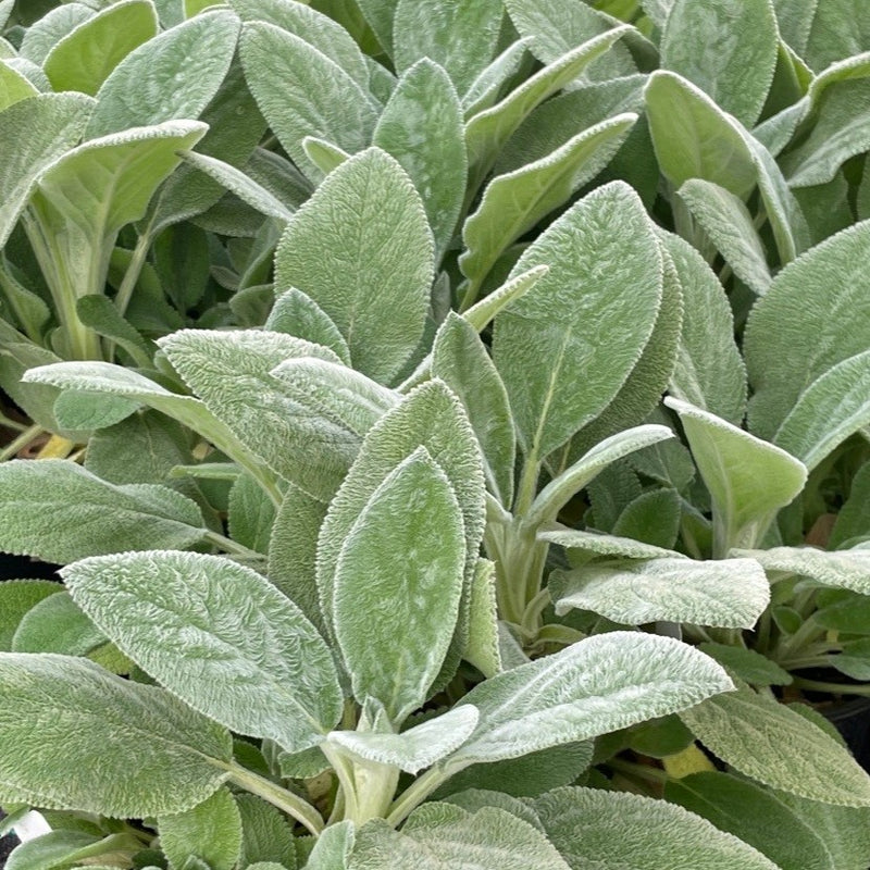 Stachys byzantina 'Helene von Stein'