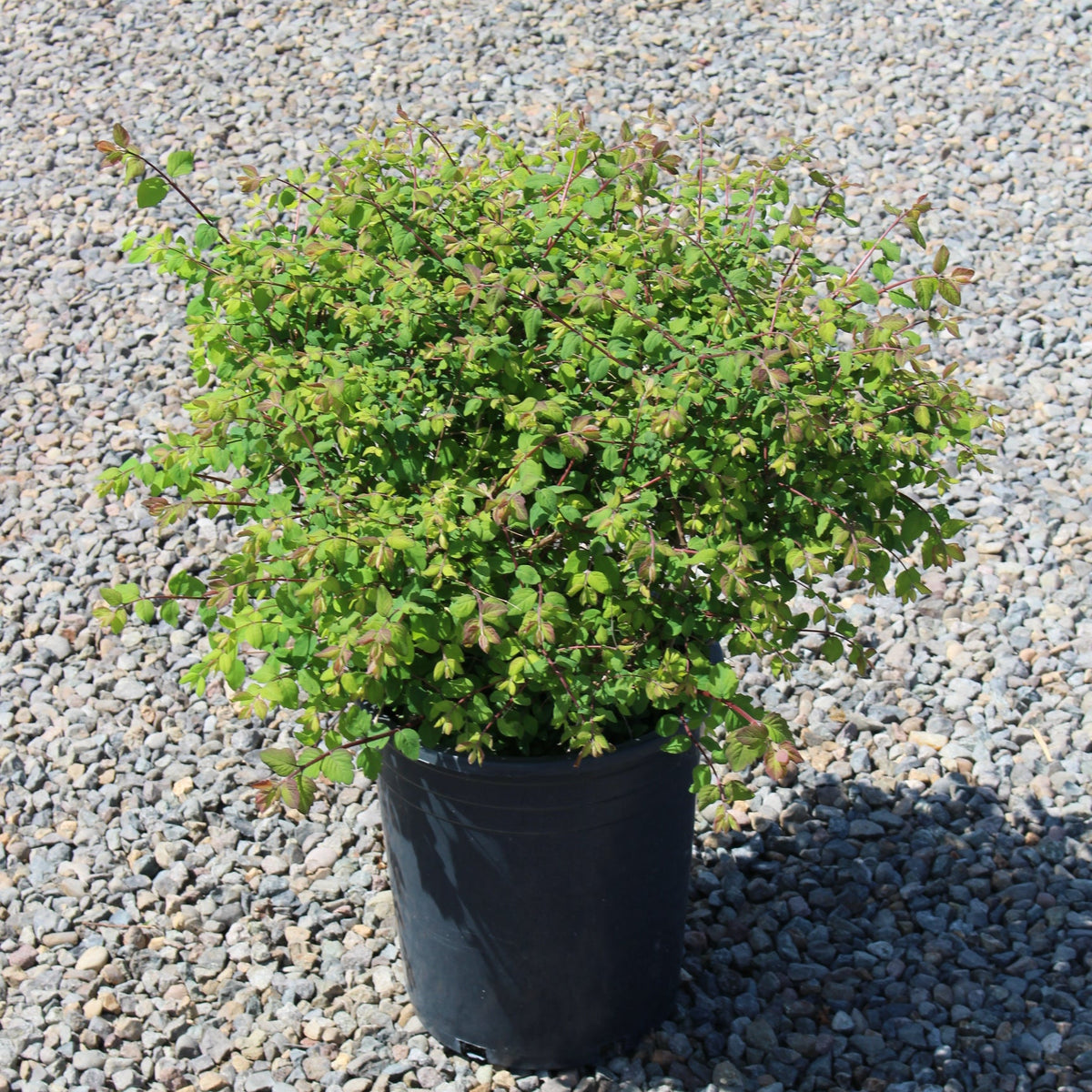 Symphoricarpos x chenaultii 'Hancock'
