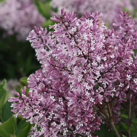 Syringa p. 'Miss Kim' (purple) – Loen's garden center