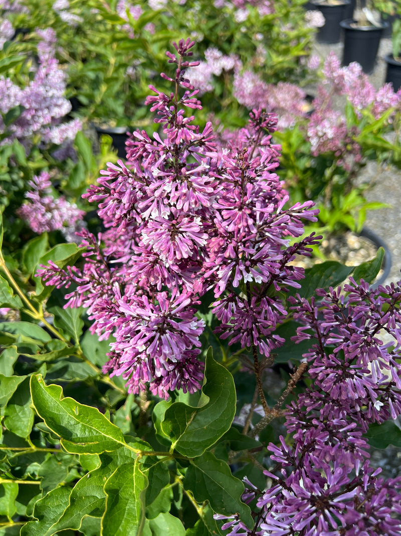 Syringa p. 'Miss Kim' (purple) – Loen's garden center