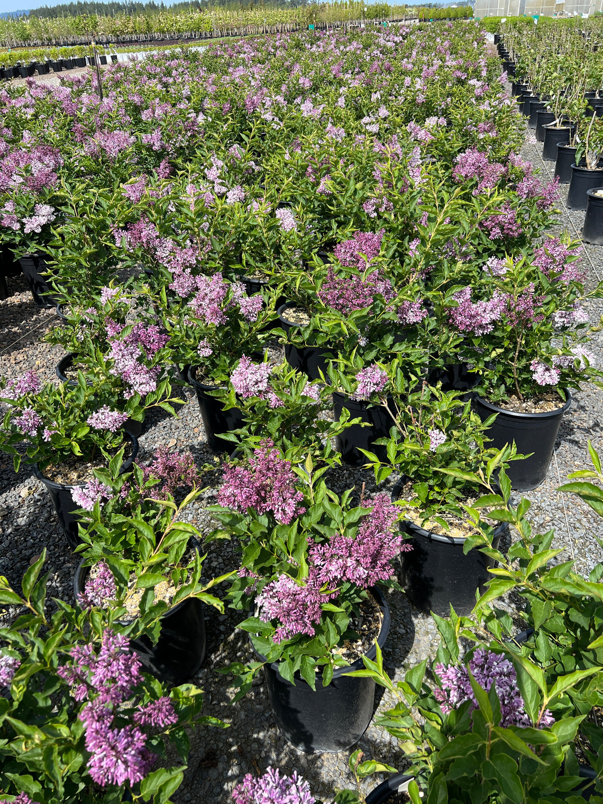 Syringa p. 'Miss Kim' (purple) – Loen's garden center