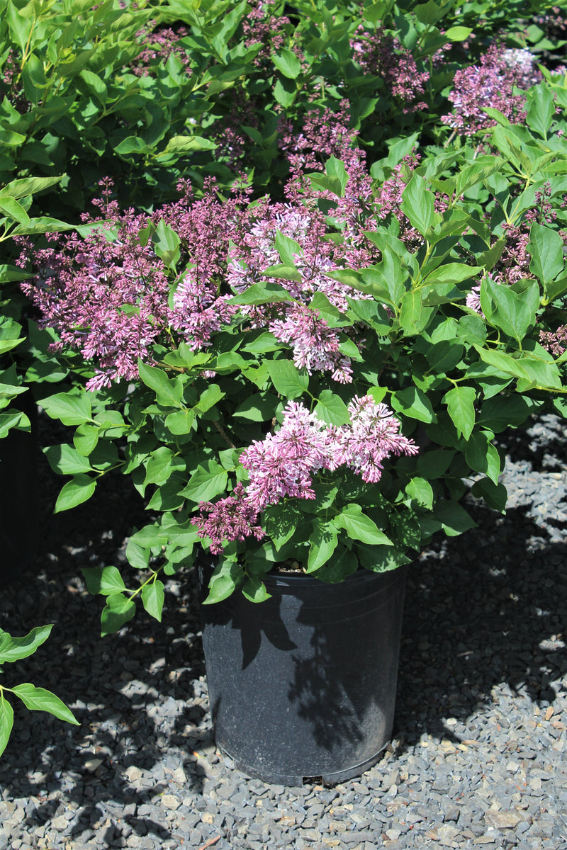 Syringa p. 'Miss Kim' (purple) – Loen's garden center