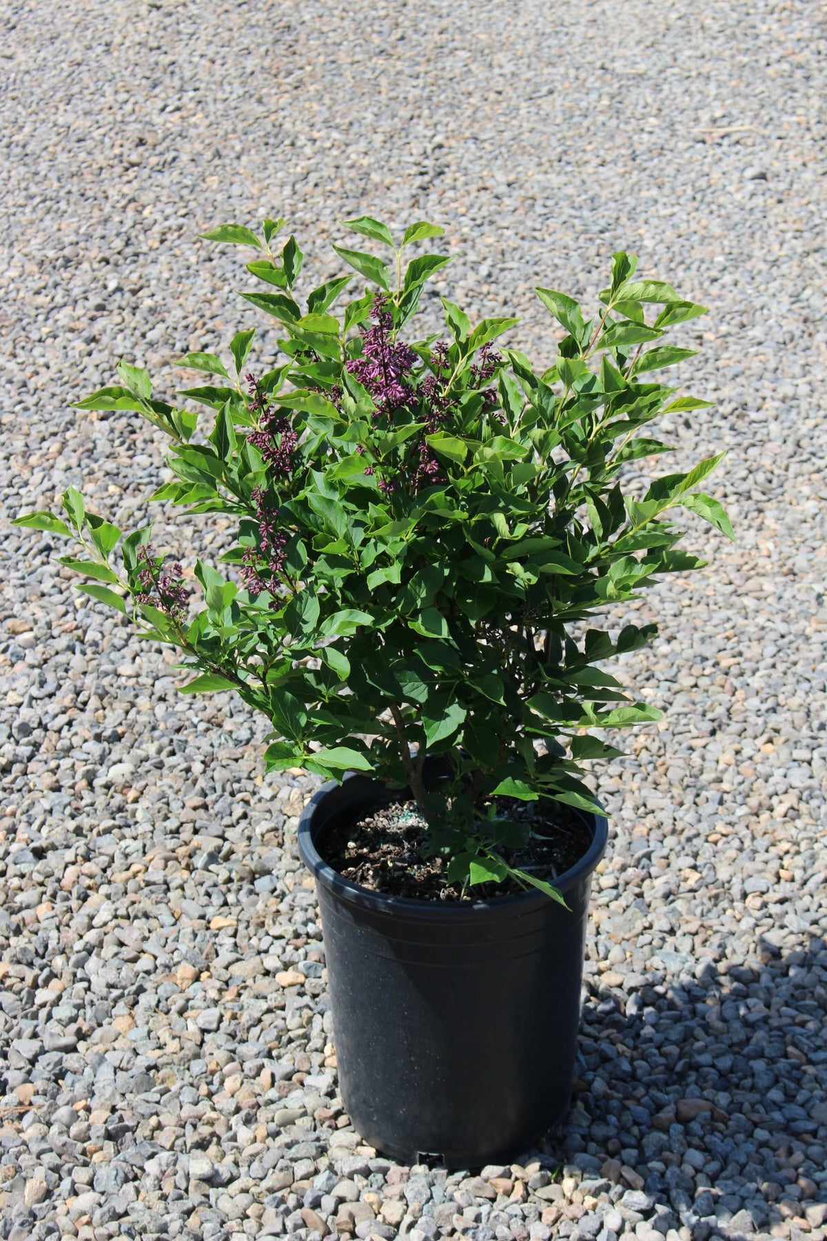 Syringa p. 'Miss Kim' (purple) – Loen's garden center