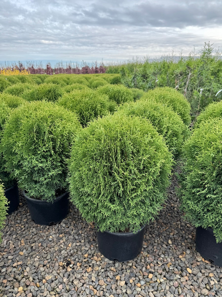 Thuja occ. 'Little Gem'