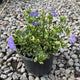 Vinca minor 'Ralph Shugert'