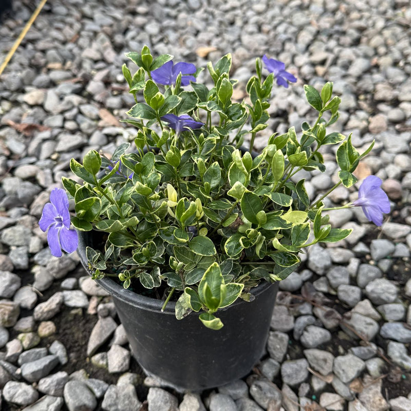 Vinca minor 'Ralph Shugert'