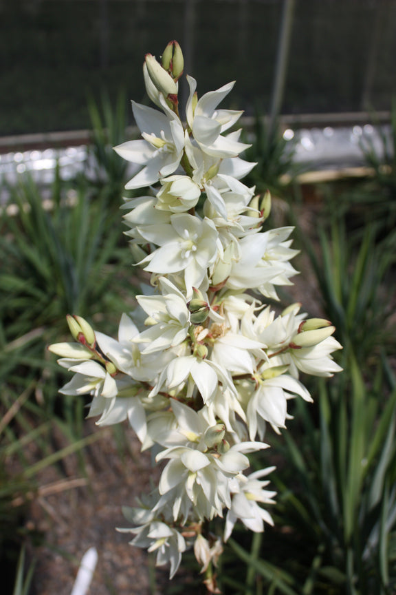 Yucca fil. 'Ivory Tower' – Loen's garden center