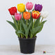 AI-generated image: Tulips Rainbow Mixture