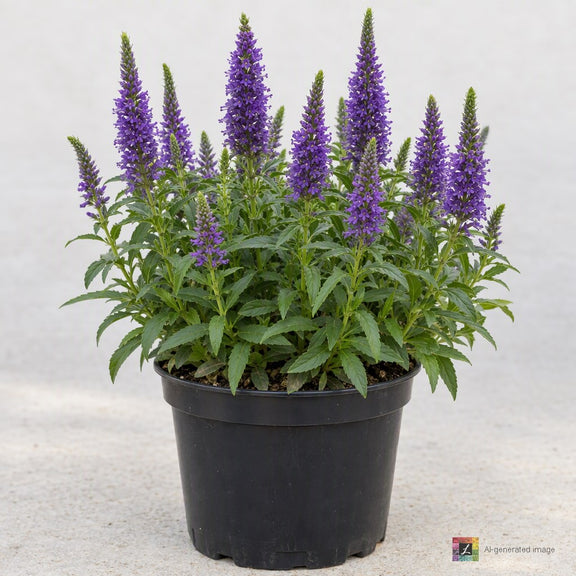 AI-generated image: Veronica 'Purpleicious'