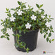 AI-generated image: Vinca minor 'Alba'