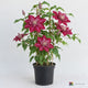 AI-generated image: VINE Clematis x 'Red Star' (red)