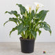 AI-generated image: Zantedeschia aethiopica