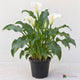 AI-generated image: Zantedeschia 'Hardy White Calla'