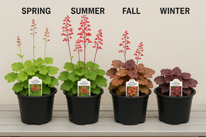 all 4season of Heuchera san. 'Ruby Bells' in 1 gallon