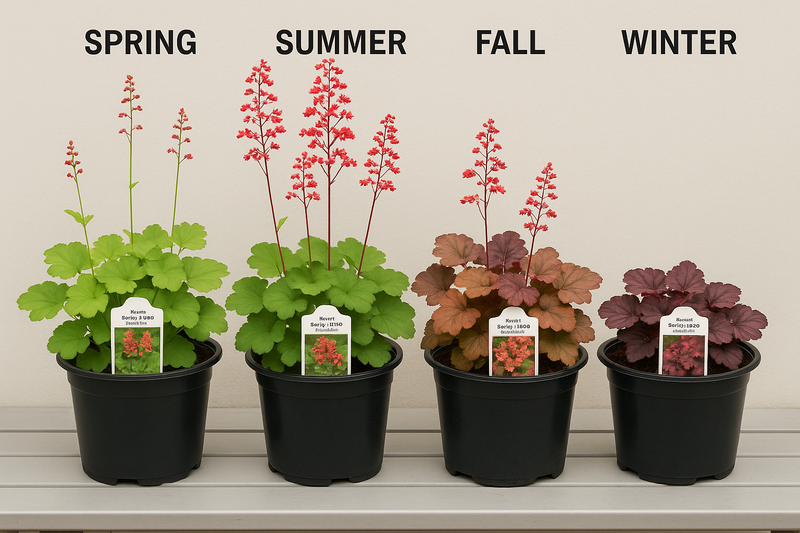 all 4season of Heuchera san. 'Ruby Bells' in 1 gallon