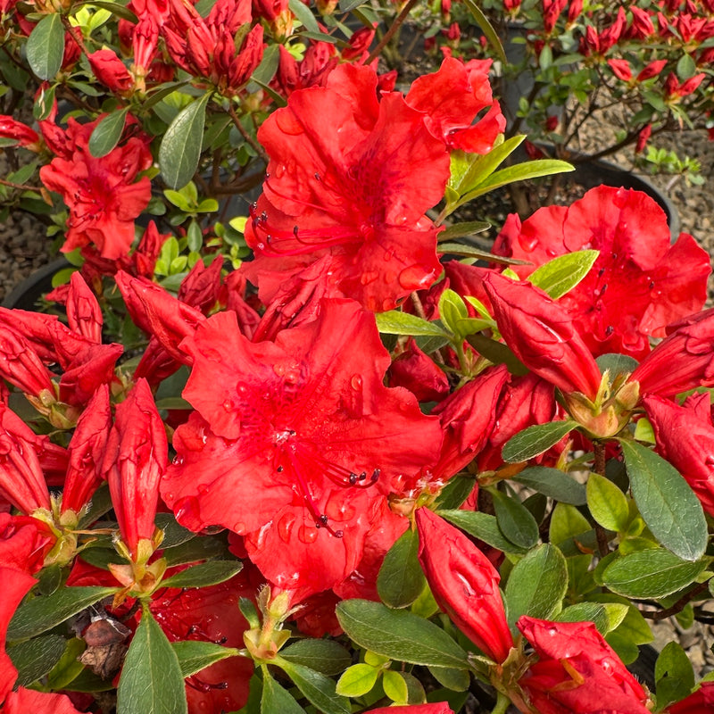 Azalea 'Girard's Hot Shot' (orange)