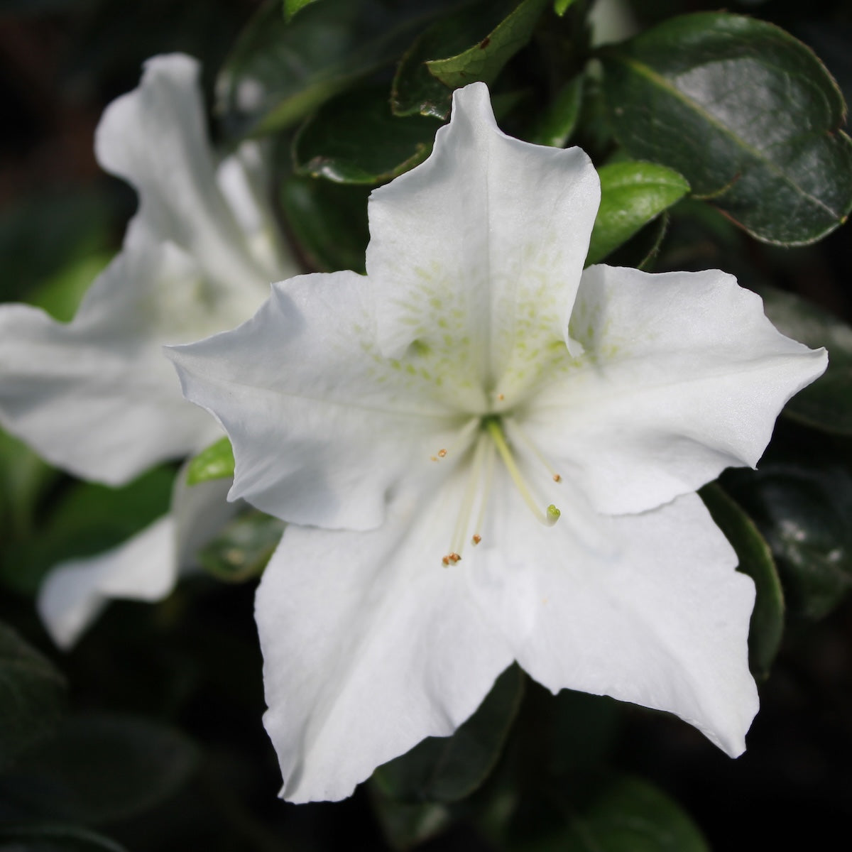 Azalea 'Glacier' (white)