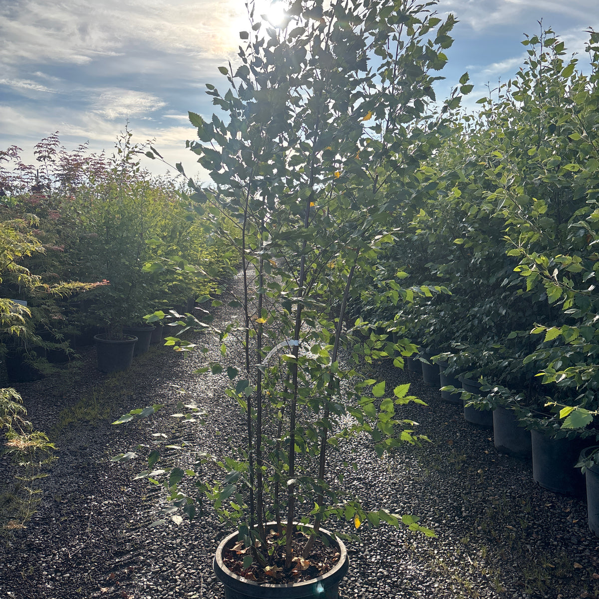 Betula nigra 'Dura Heat', Clump