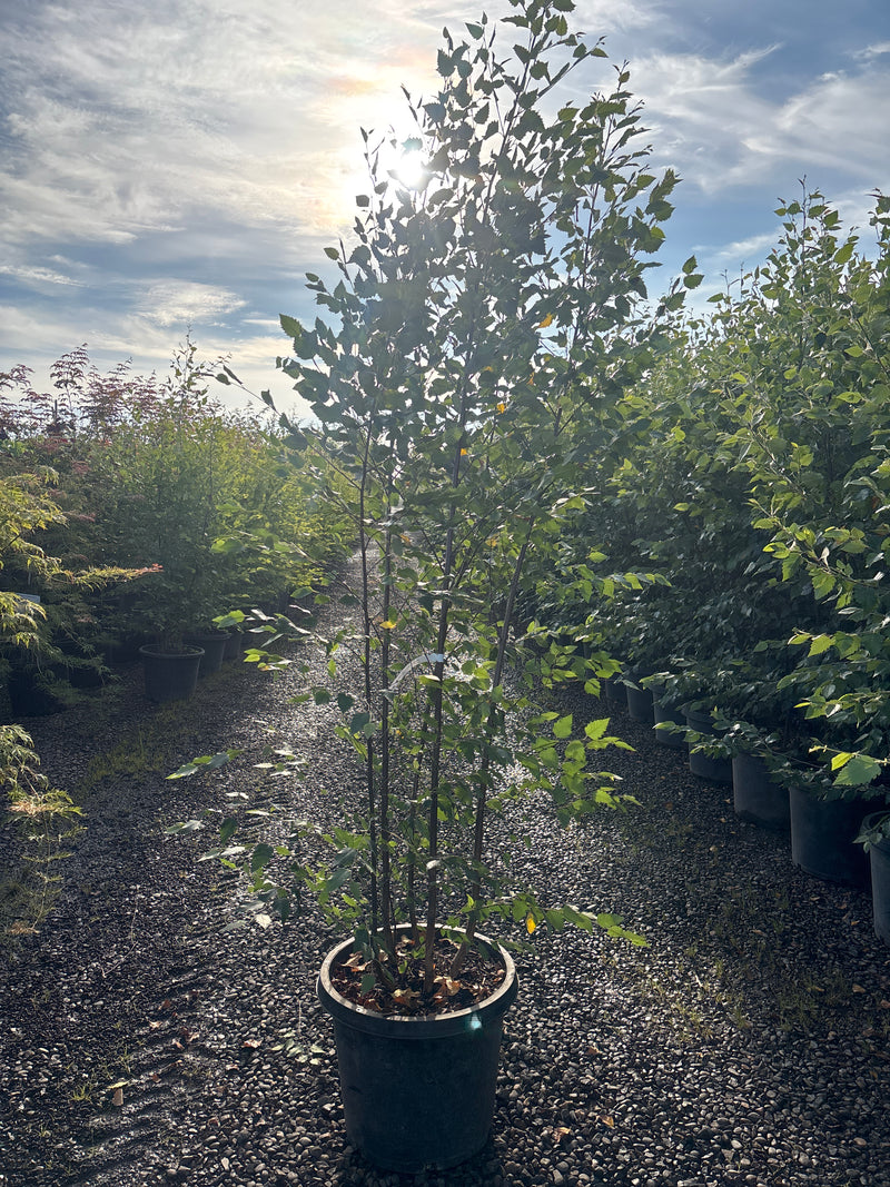 Betula nigra 'Dura Heat', Clump