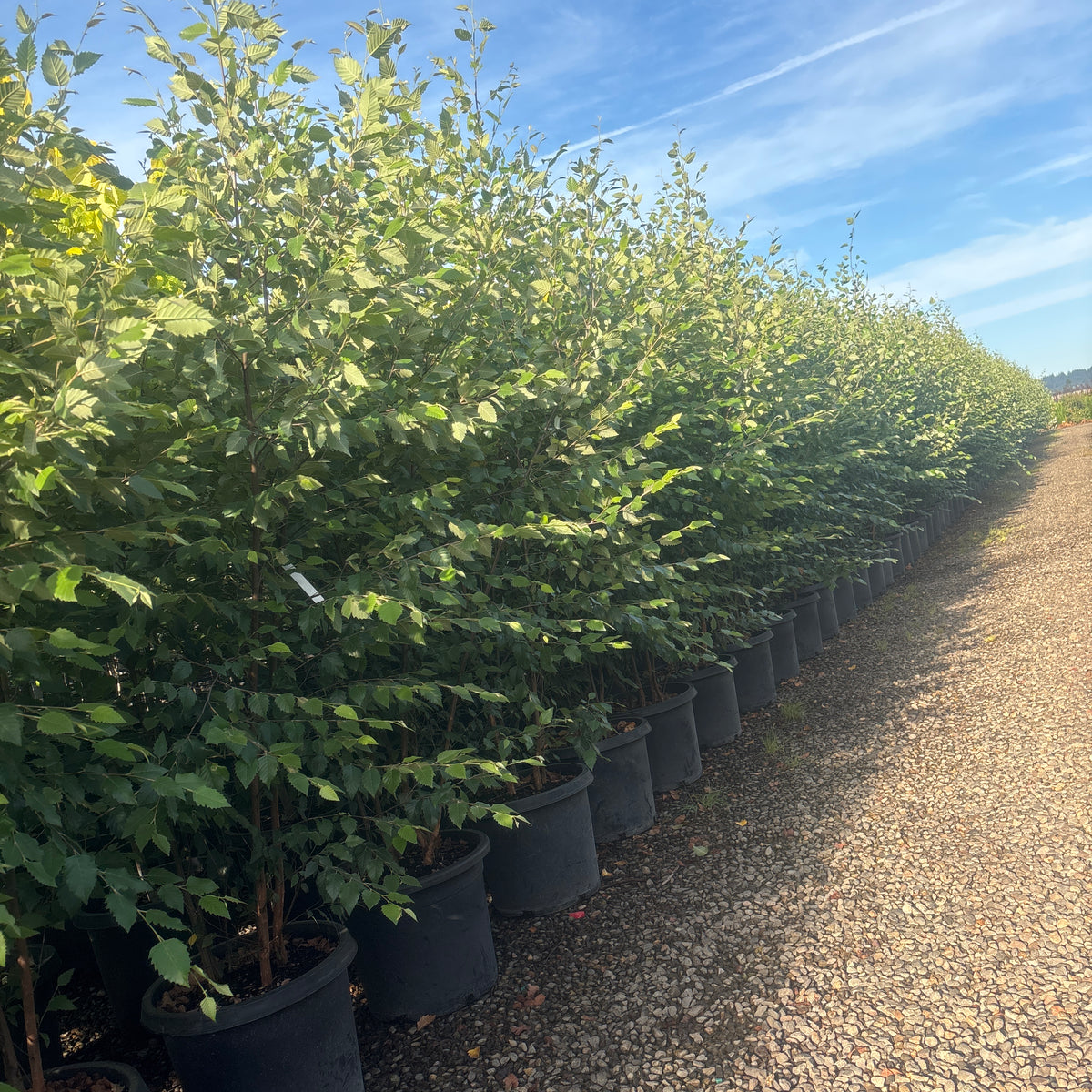 Betula nigra 'Dura Heat', Clump
