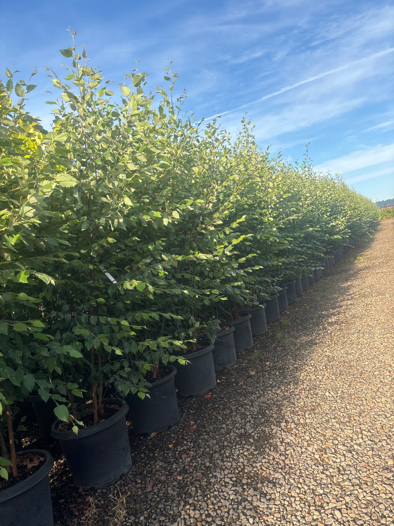 Betula nigra 'Dura Heat', Clump