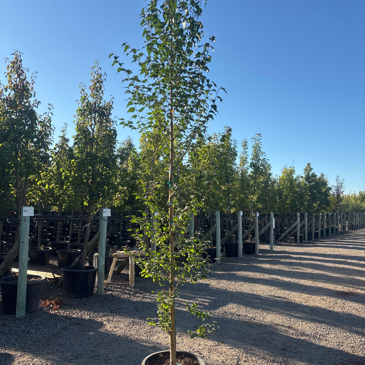 Betula platyphylla "Dakota Pinnacle'® Columnar