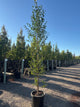 Betula platyphylla "Dakota Pinnacle'® Columnar