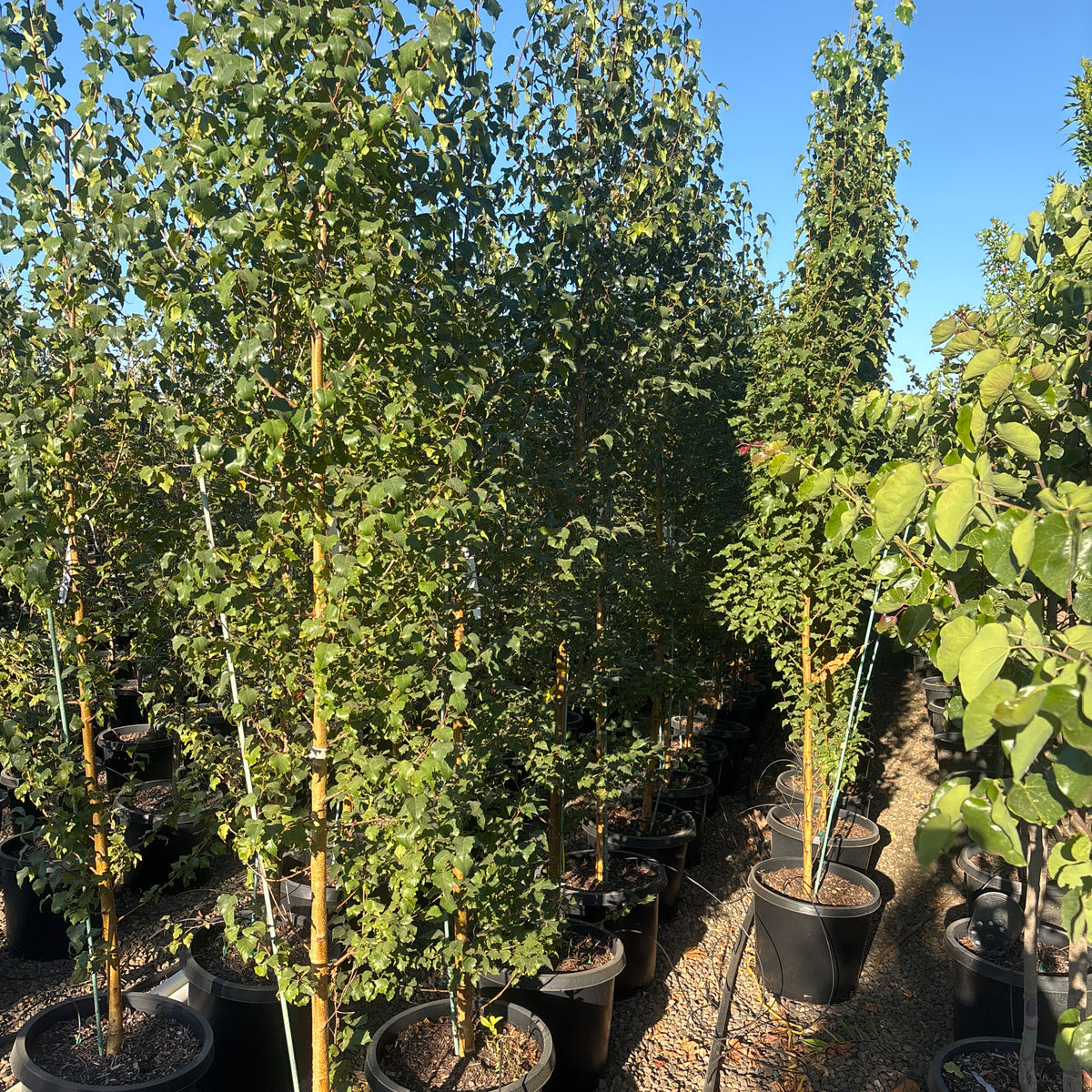 Betula platyphylla "Dakota Pinnacle'® Columnar