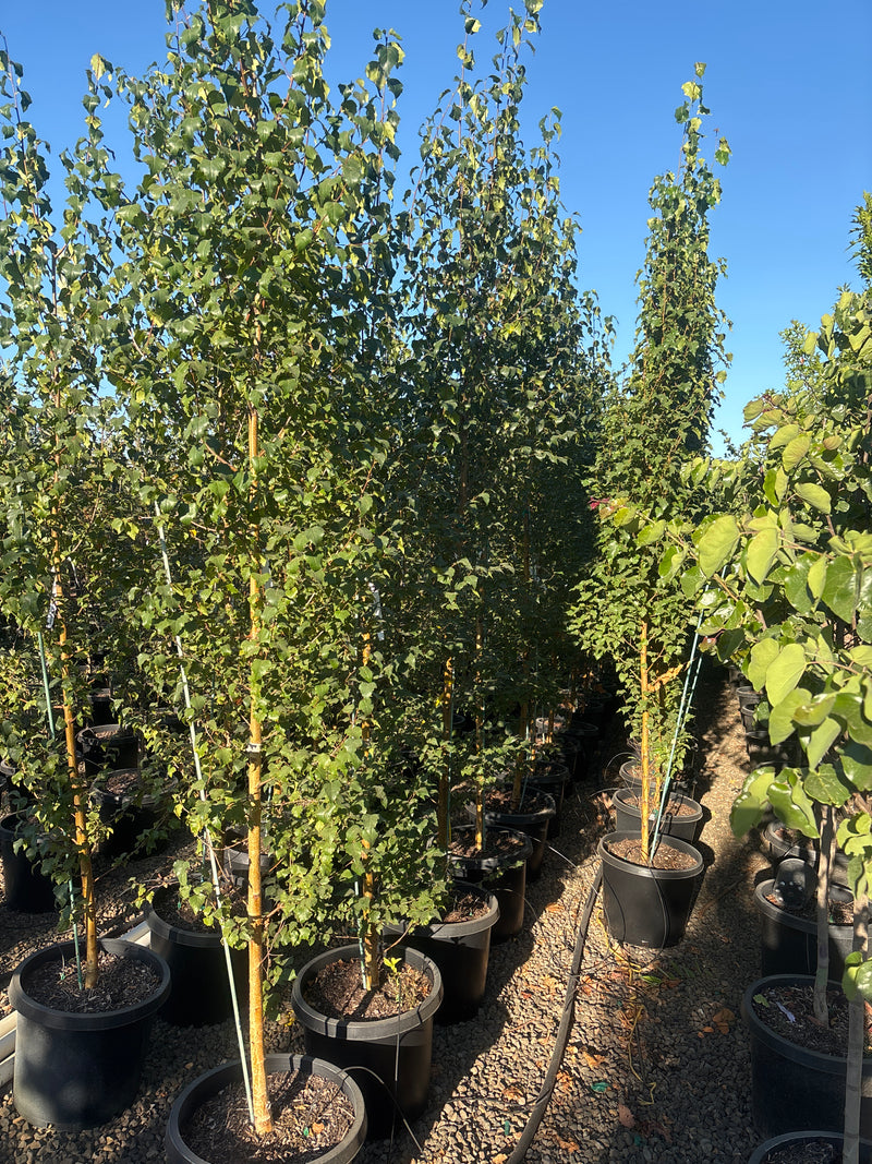 Betula platyphylla "Dakota Pinnacle'® Columnar