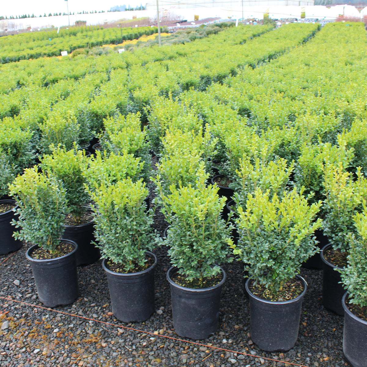 Buxus sempervirens