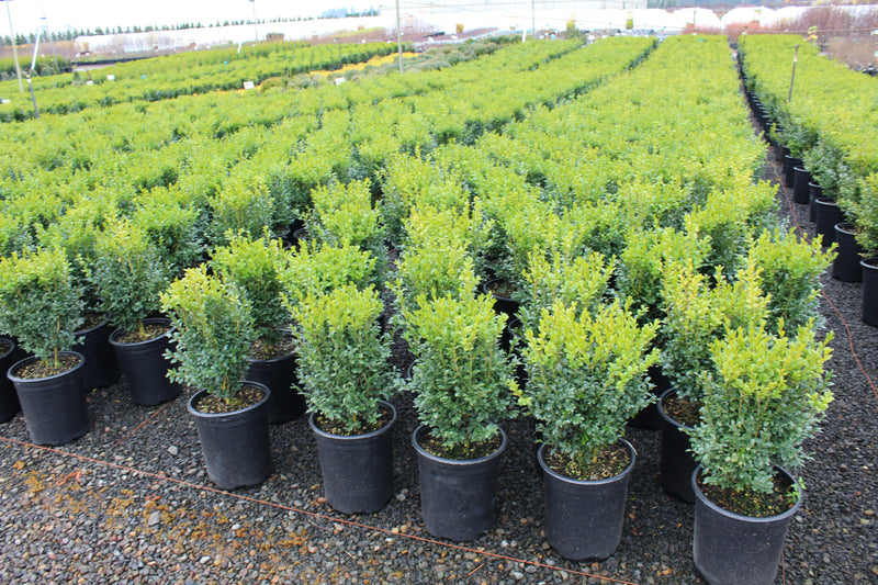 Buxus sempervirens