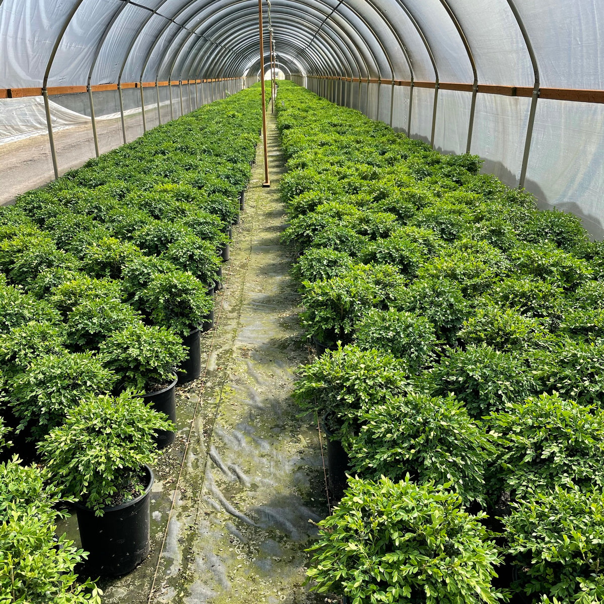 Buxus sempervirens