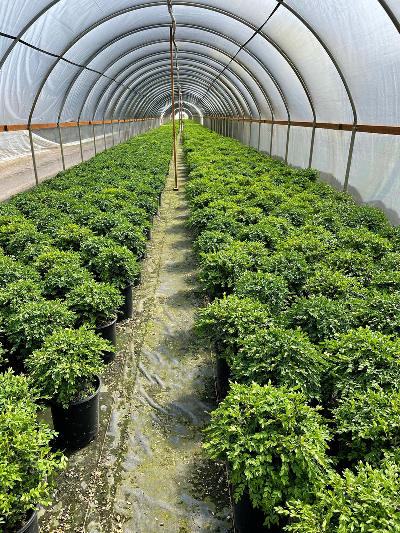 Buxus sempervirens