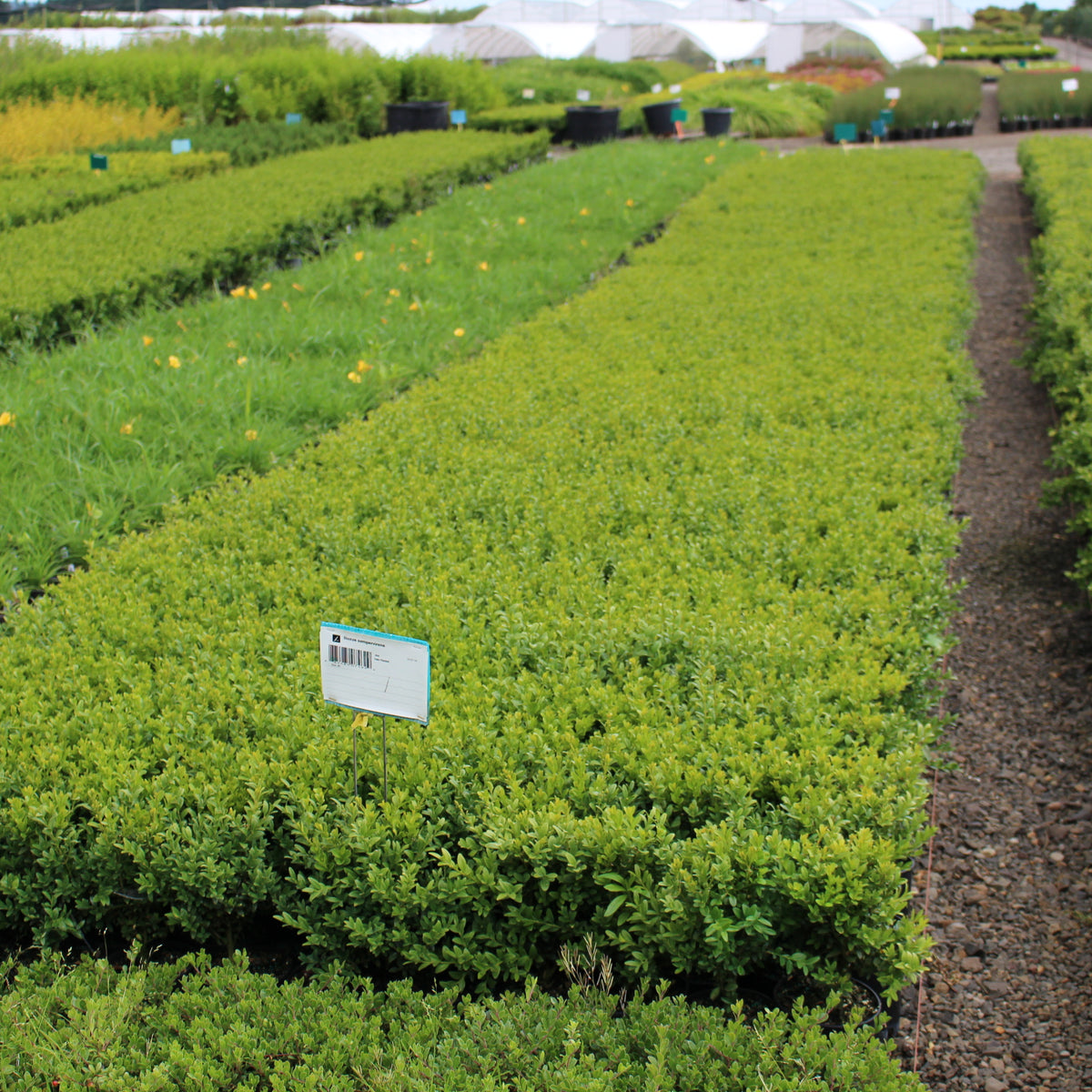 Buxus sempervirens