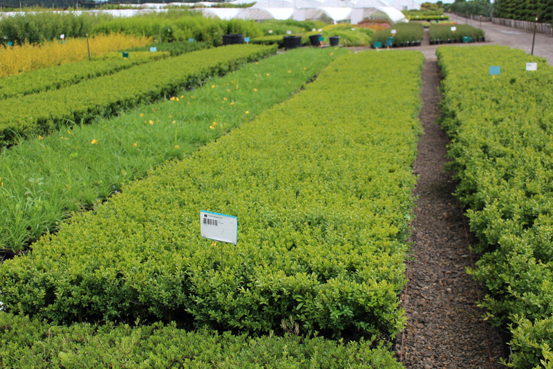 Buxus sempervirens