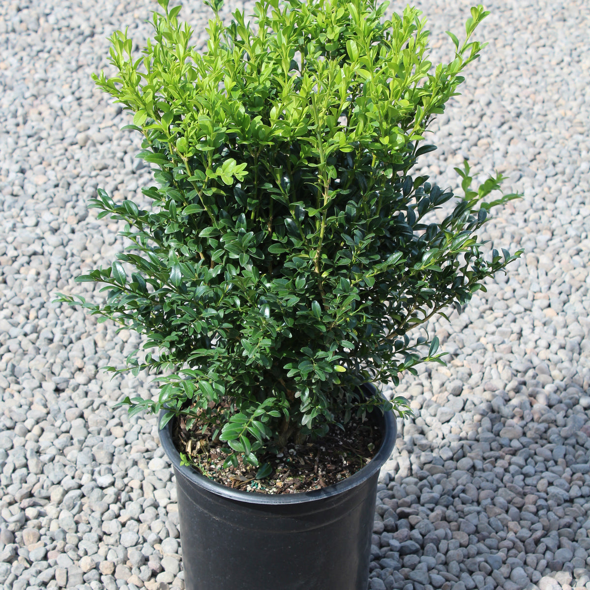 Buxus sempervirens