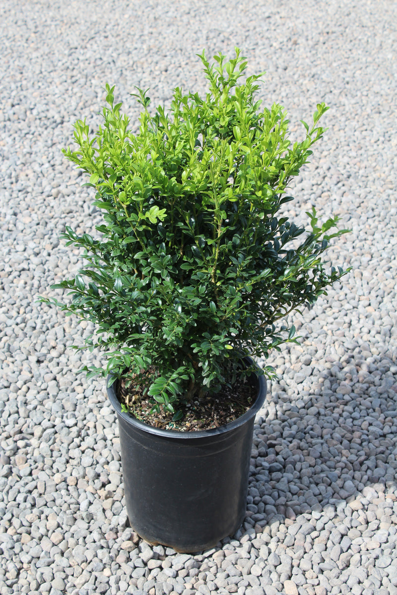 Buxus sempervirens
