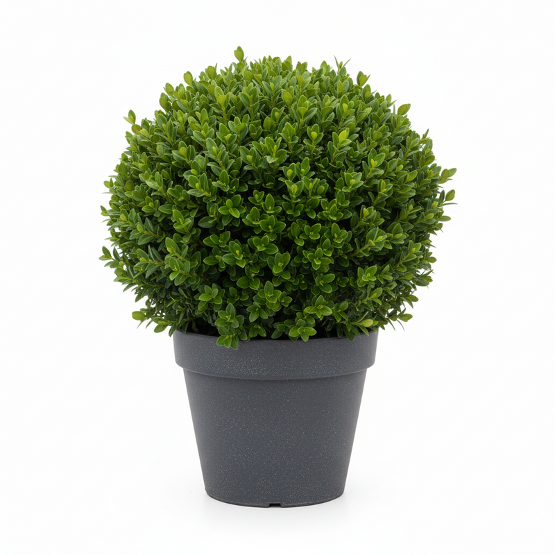 Buxus sempervirens